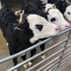 Maximising the Value of Every Calf