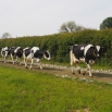 Lameness & Behaviour in Dairy Cows