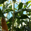 Maize Survey Results