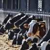 Impacting Your Carbon Footprint - Feed & Forage Dairy Insight