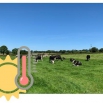 Heat Stress in Dairy Cows - Dairy Insight