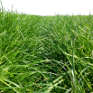 Grass mixture selection