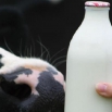 Achieving Milk from Forage Part 4: Cow-Specific Aspects for Housed Cows