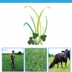 Welsh Grass Value Project Report
