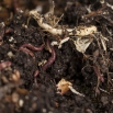 Benchmarking Soil Organic Carbon