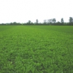 Forage Mixtures - Spring 2011 Trial Update