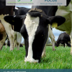 Kingshay Antimicrobial Focus Report 2024