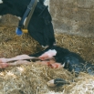 Post Calving Management