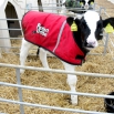 Calf Jackets Tried & Tested