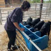 Reducing Antimicrobial Resistance in Calves with Orego-Stim Research Insight