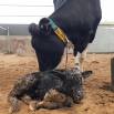 Fine Tuning at Calving