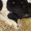 Calf Scours (Viruses) Farming Note