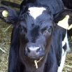 Calf Weaning