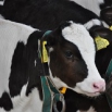 Black & White Bull Calves Farming Note