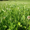 The Carbon Neutral Dairy Farm of 2040