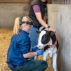 Lung Scanning for Calves Dairy Insight
