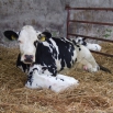 BVD Bovine Viral Diarrhoea Update