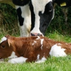 Calcium & Phosphorus in Lactation Diets Farming Note