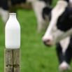 A2 Milk Farming Note