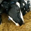 Milk Urea