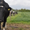 8 Steps to Controlling Mastitis in Summer Farming Note