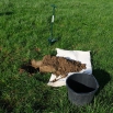 DIY Soil Health Checks Dairy Insight