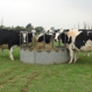 Dry Cow Feeding Farming Note