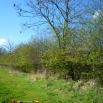 Maintaining Hedgerows for Biodiversity (SFI 2023)