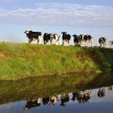 Heifers at Turnout