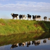 Heifers at Turnout