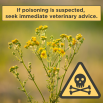 Plants Posing a Poisoning Risk to Cattle Dairy Insight