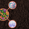 The Soil Microbiome Dairy Insight