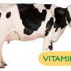 Vitamin Requirements for Dairy Cows