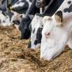 Feeding for Fertility Dairy Insight