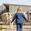 Cattle Handling Safety: Understanding Cow Behaviour