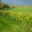 Hedge Planting Farming Note