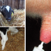 The Rise of Mycoplasma bovis Dairy Insight