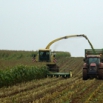 Making Best Maize Silage