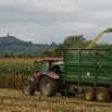 Crimped Grain Maize v Whole Cob Maize Farming Note