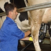 Effective Milking Routines Farming Note