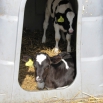 RESEARCH Insight – September 2018 - Cow and Calf Behaviour