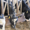 Protecting Yourself and Your Farm Staff from Zoonotic Diseases