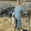 Assisted Calving