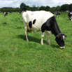 Grazing – Dealing with Hot Weather and Drought