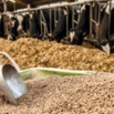 Ration Presentation and Structure Dairy Insight