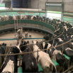 Bimodal Milking