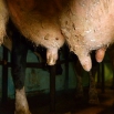 Reducing Mastitis Pressure in Buildings