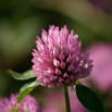 Trial Update: Red Clover Monocultures