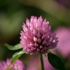 Red Clover Trial Update