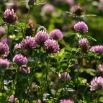 Red Clover Farming Note